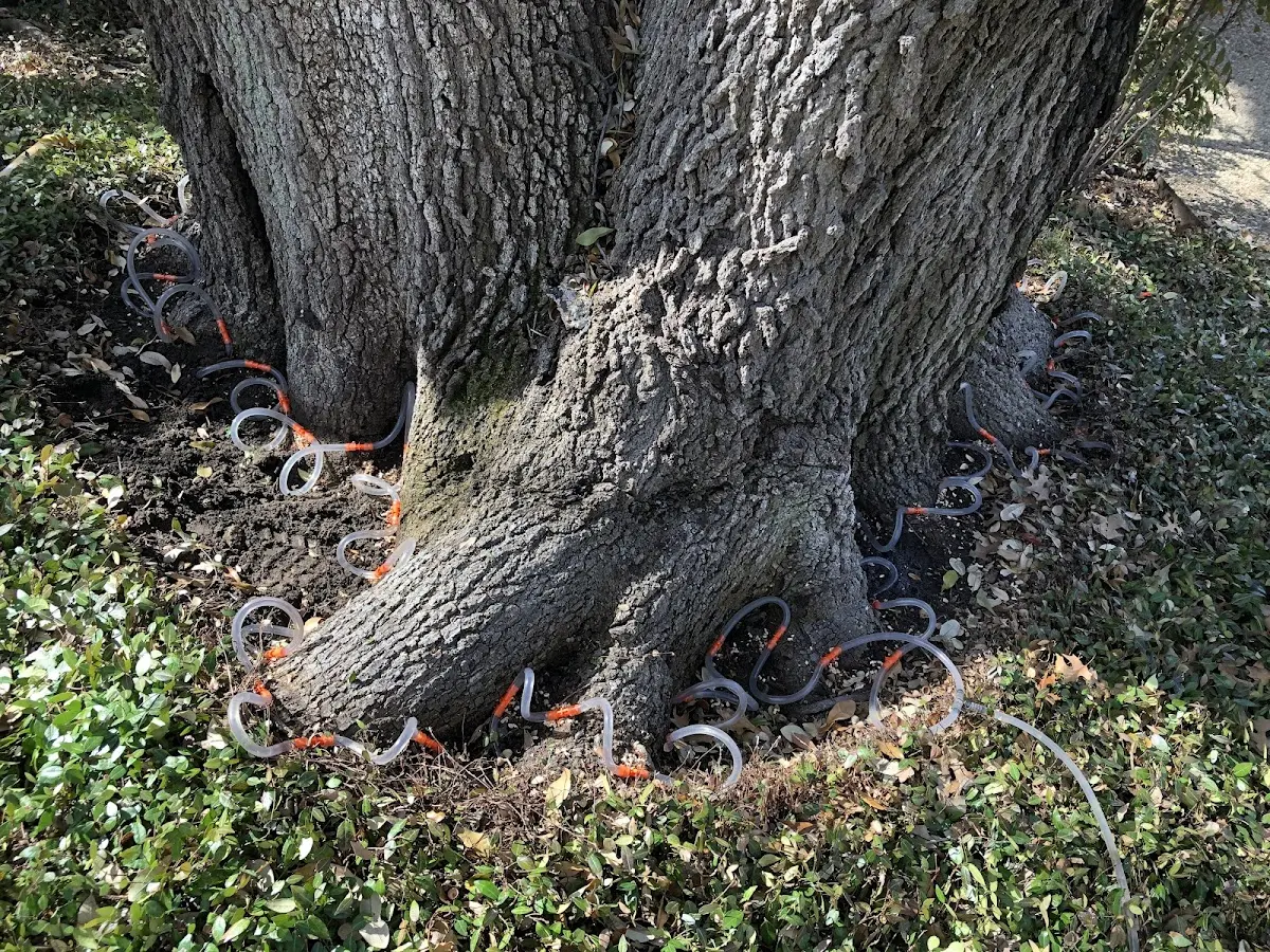 Detailed Tree Cabling and Bracing job site in North Zulch