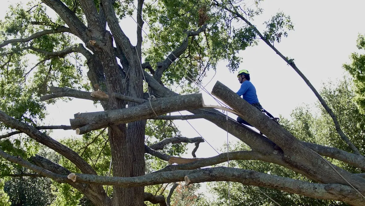 Professional Crown Thinning performed by certified arborists in North Zulch